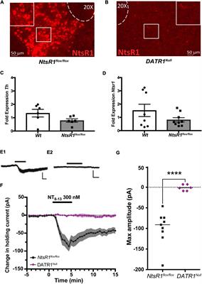 Developmental or adult-onset deletion of neurotensin receptor-1 from dopamine neurons differentially reduces body weight